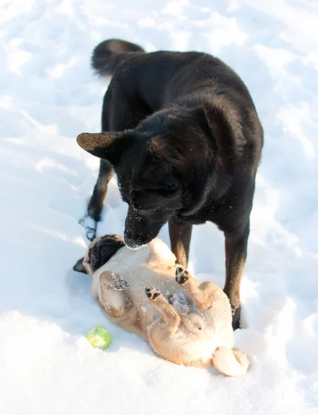 Twee honden buiten spelen in de winter — Stockfoto