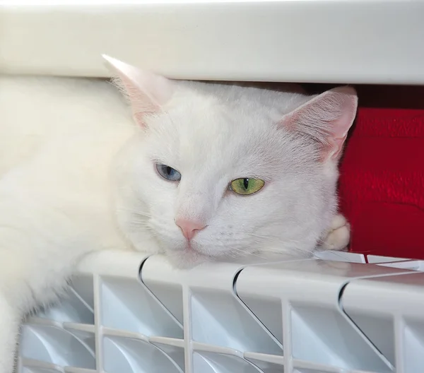 Gato se aquecendo no radiador de calor — Fotografia de Stock