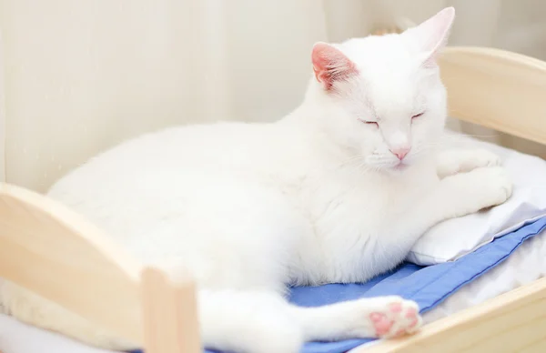 Gatto bianco dormire a letto — Foto Stock