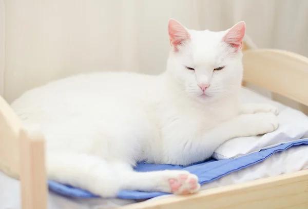 White cat sleeping in bed — Stock Photo, Image