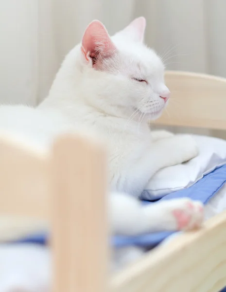 Valkoinen kissa nukkuu sängyssä — kuvapankkivalokuva