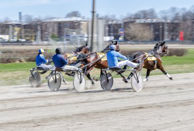 Harness racing. Racing horses harnessed to lightweight strollers. clipart