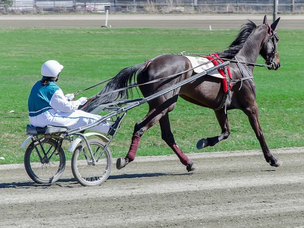 Harness racing. Racing horses harnessed to lightweight strollers. — Stock Photo, Image