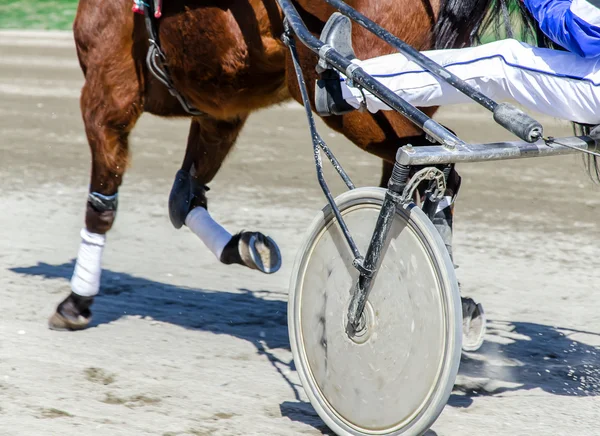 Harness racing. Racing horse harnessed to lightweight strollers. — Stock Photo, Image