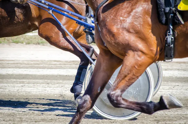 Course de harnais. Chevaux de course attelés à des poussettes légères . — Photo