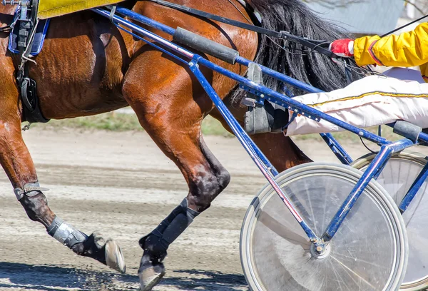 Corridas de arnês. Cavalo de corrida aproveitado para carrinhos leves . — Fotografia de Stock