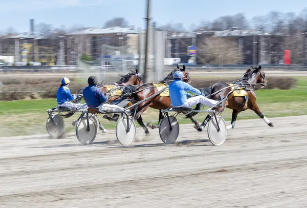 Harness racing. Racing horses harnessed to lightweight strollers. — Stock Photo, Image