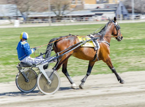 Harness racing. Racing horse harnessed to lightweight strollers. — Stock Photo, Image