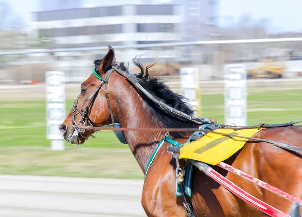 Travsport. Racing häst i rörelse — Stockfoto
