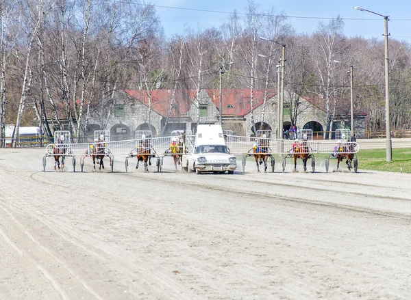 Harness racing. Racing horses harnessed to lightweight strollers. — Stock Photo, Image