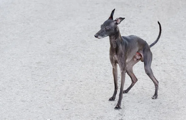 Obdachloser streunender Hund auf der Straße — Stockfoto