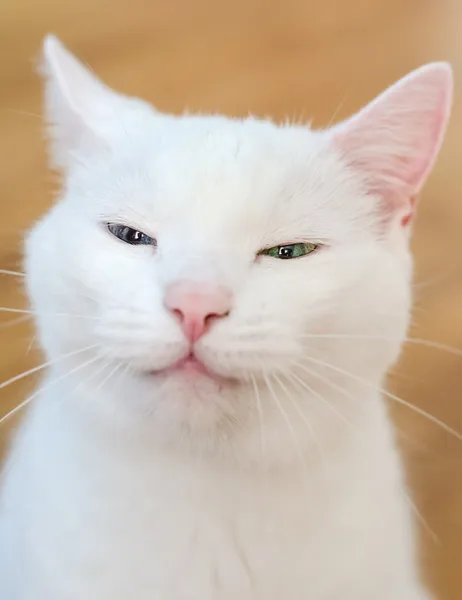 Retrato de gato engraçado branco dentro de casa — Fotografia de Stock