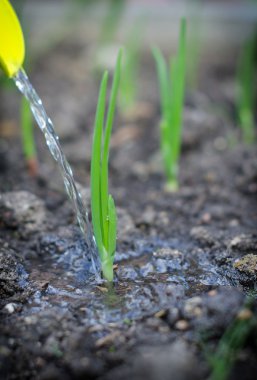 Young green sprout watering outdoors