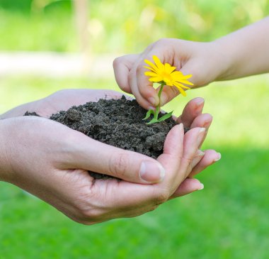 Çocuk el eller toprakta çiçek koyarak