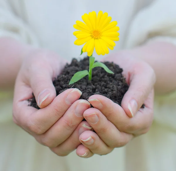 Female hands holding soil with yellow flower — Stock Photo, Image