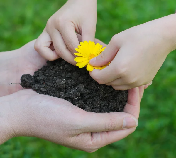 Mani di bambino che mettono il fiore nel terreno nelle mani femminili — Foto Stock