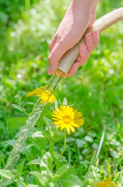 Femmina mano tenuta tubo e piante da irrigazione — Foto Stock