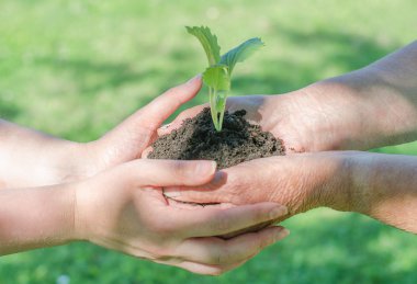 yaşlı ve genç kadın el ile Filiz toprak holding