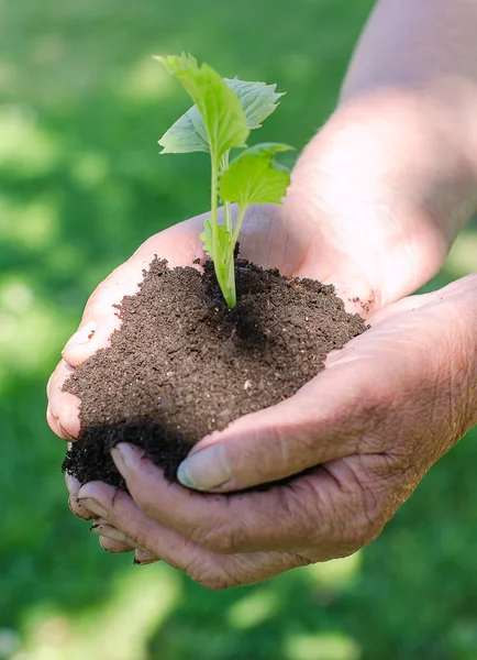 Oudere vrouwelijke handen met grond met groene spruit — Stockfoto