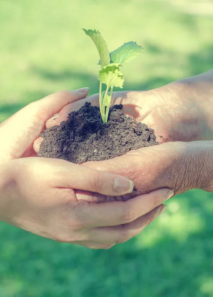 Elderly and young female hands holding soil with sprout — Stock Photo, Image
