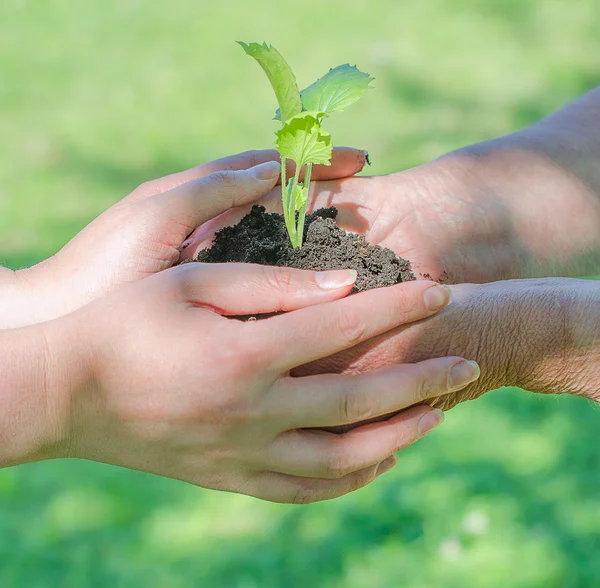 Elderly and young female hands holding soil with sprout — Stock Photo, Image