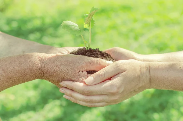 Elderly and young female hands holding soil with sprout — Stock Photo, Image