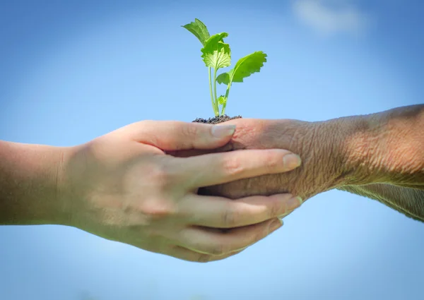 Elderly and young female hands holding soil with sprout Stock Image