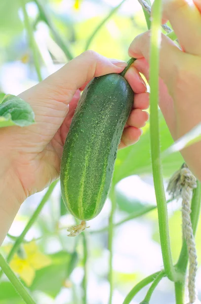 Pair of female hands picking up cucumber — Stock Photo, Image