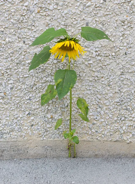 Forces of nature. Sunflower growing through the stone — Stock Photo, Image