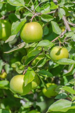 ağaç üzerinde kaç yeşil elma