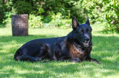 siyah Alman çoban köpeği açık havada.