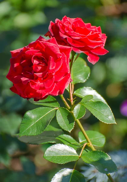 En röda rosor i trädgården — Stockfoto