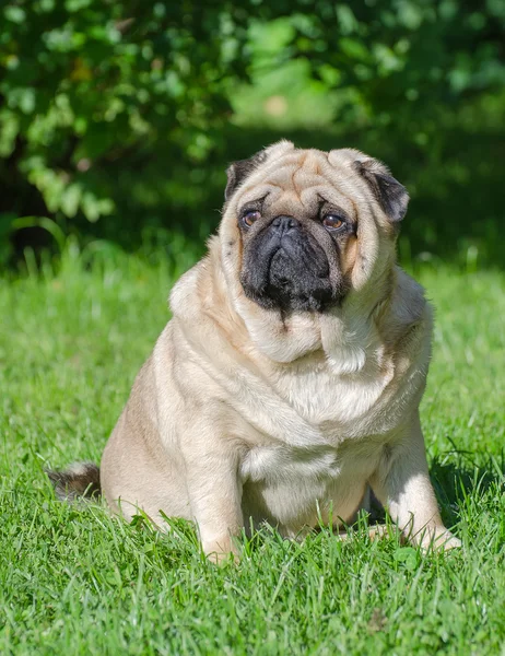 Fat pug dog on the grass in the park. — Stock Photo, Image