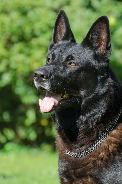 Black german shepherd dog outdoors. — Stock Photo, Image