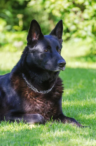 Chien de berger allemand noir à l'extérieur . — Photo