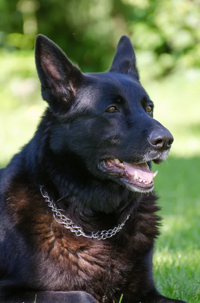 Zwarte Duitse herdershond buiten. — Stockfoto