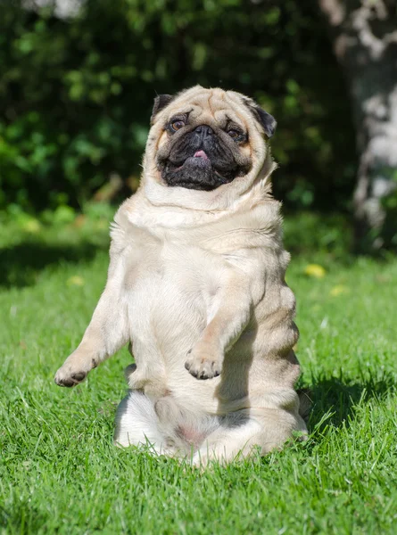 Funny pug dog on the grass — Stock Photo, Image