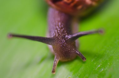 salyangoz üzerindeki yaprak makro çekim.