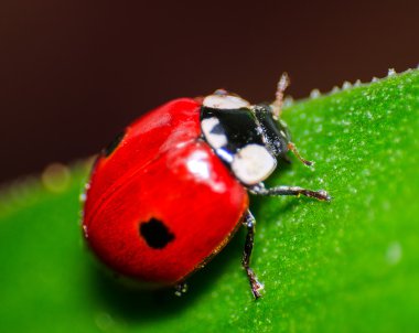 Makro bir kırmızı uğur böceği üzerinde yaprak yeşil