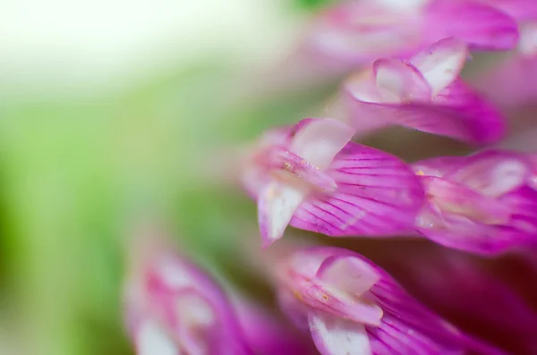 緑の葉とピンクの花の花弁のマクロ — ストック写真
