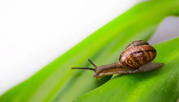 Caracol curioso em uma folha. Espaço para texto . — Fotografia de Stock