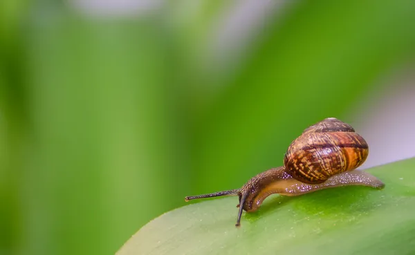 Caracol curioso em uma folha. Espaço para texto . — Fotografia de Stock