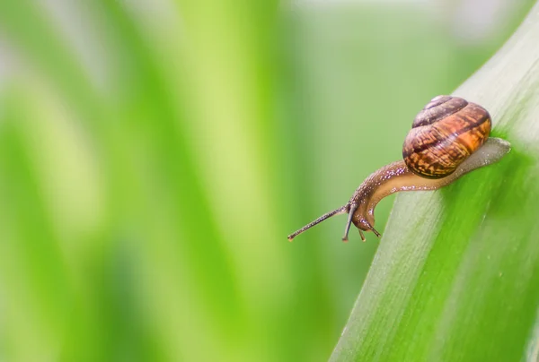 Lumaca curiosa su una foglia. Spazio per testo . — Foto Stock