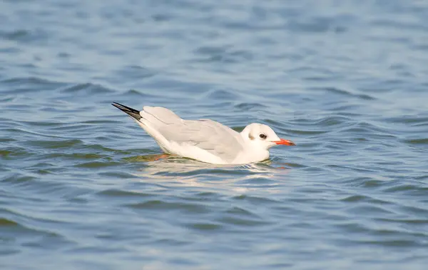 Gaviota nadando en aguas abiertas . — Foto de Stock