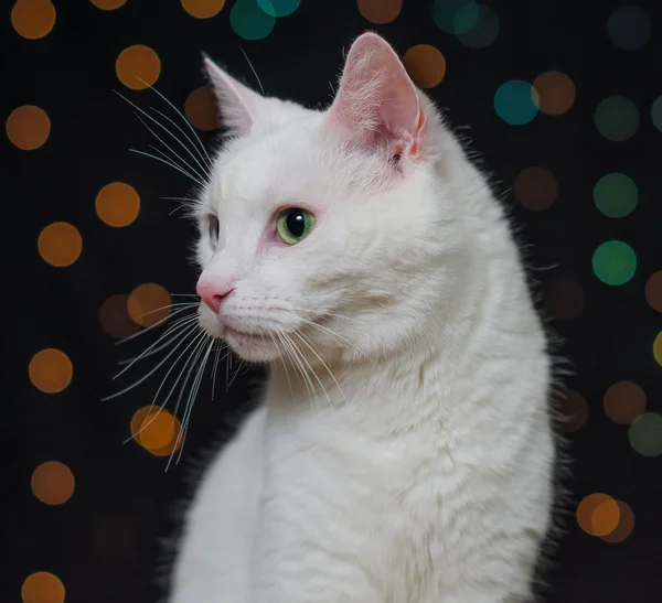 Weiße Katze über buntem Bokeh — Stockfoto