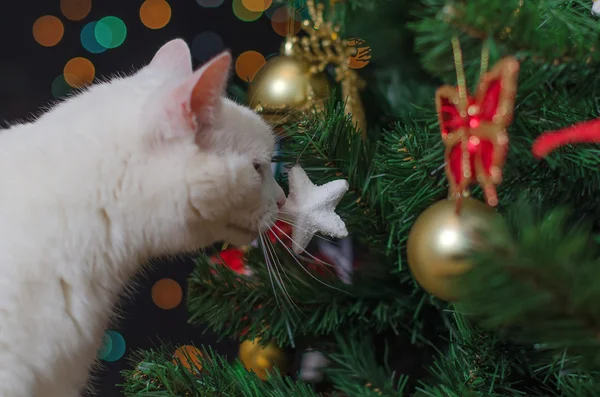 White cat sniffs christmas decorations on the tree — Stock Photo, Image