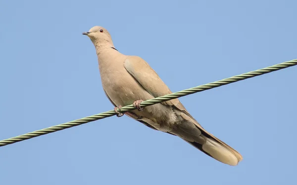 Eurasiática Collared Dove sentada en un alambre — Foto de Stock