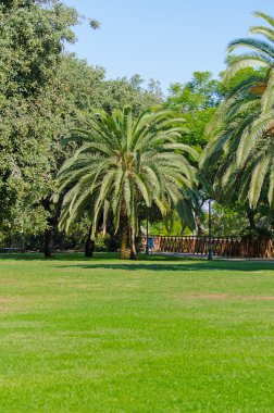 Parktaki palmiye ağacı.