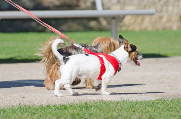 Dos perros pequeños con una correa . — Foto de Stock