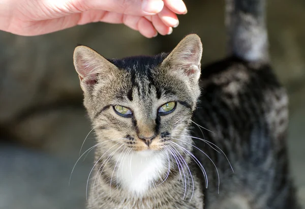 Mão feminina acariciando a cabeça de um gato ao ar livre . — Fotografia de Stock